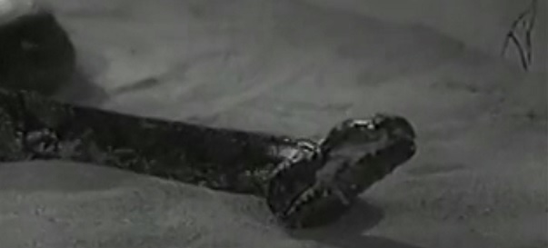 Murders in the Zoo&nbsp;(1933)